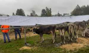 protesta lupi fiera vacche vigezzo