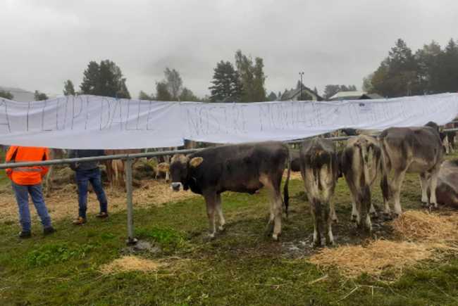 protesta lupi fiera vacche vigezzo