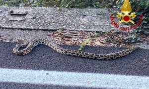 serpente maccagno 2