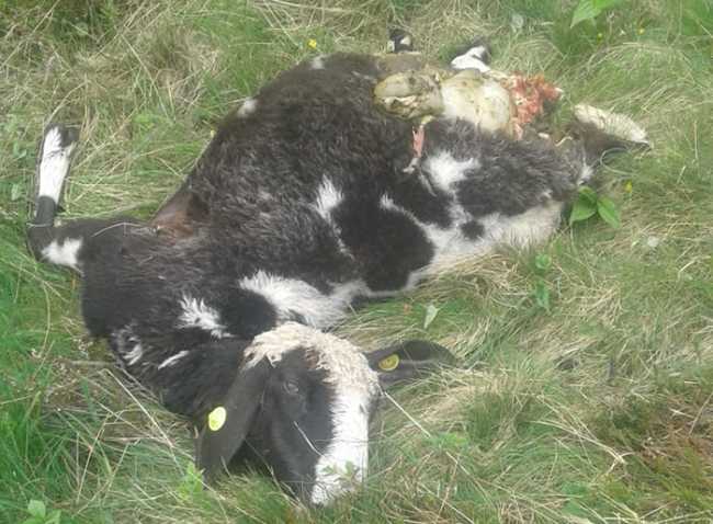 vitello ucciso lupo