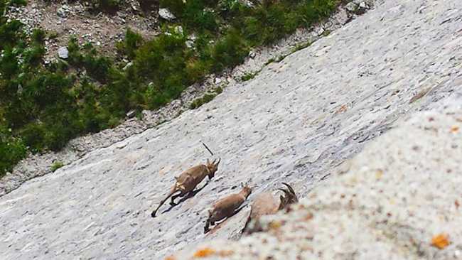 cingino stabecchi images sampledata 2017 giugno