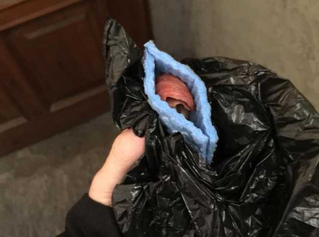 boccone avvelenato pallanza