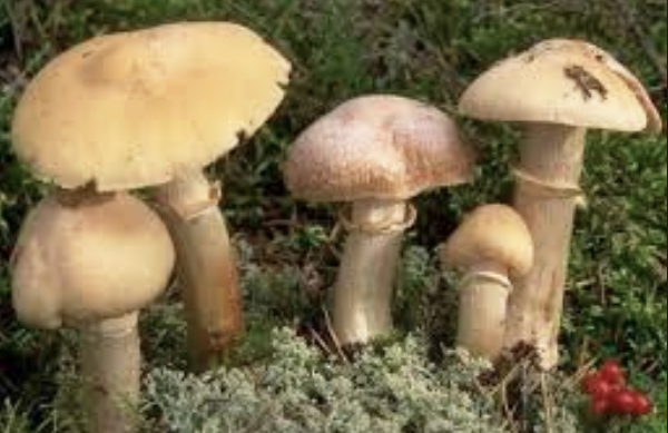 fungo specie radioattivo