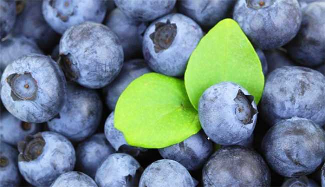 mirtilli piatto foglia