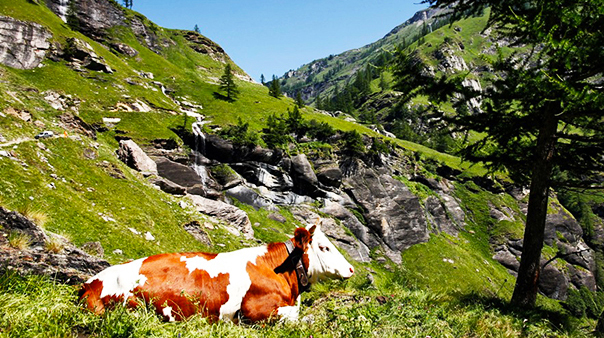 mucca alpe veglia