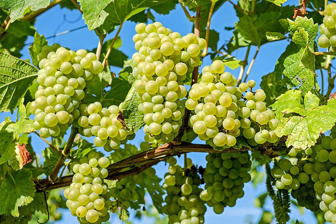 Quando gli svizzeri misero i dazi sui vini ossolani. Nuovo articolo di Gianmauro Mottini sulla storia della vite. Video