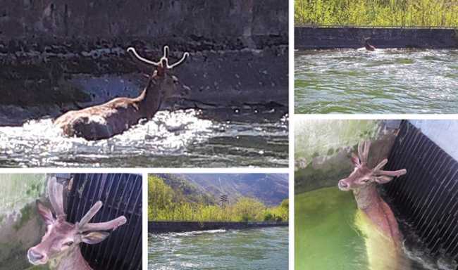 cervo canale megolo apr 18 mix