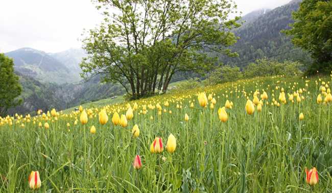 fiori tulipani montagna tulipa grengiolensis