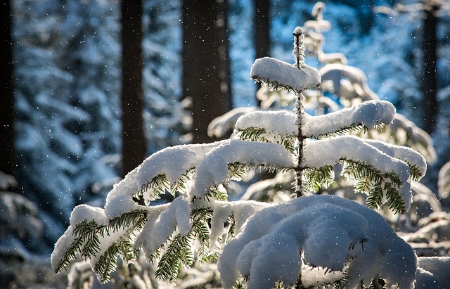 snowfall gaed6e390a 640