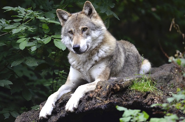 wolf g45a4f8c48 640