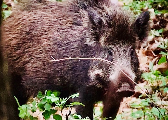 cinghiale3