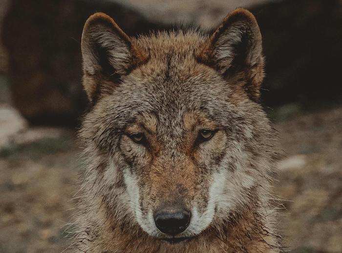 Lupi nel mirino: in Vallese eliminano 3 branchi, in Ticino abbattono 4 cuccioli 