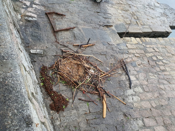Trovato sgozzato il cigno che aveva fatto il nido sul lungolago